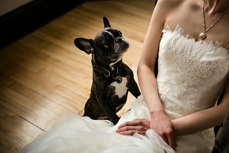 dogs-don-marry-white-bride-sad-black-dog-pet-kbw-desktop-background-images-736x491